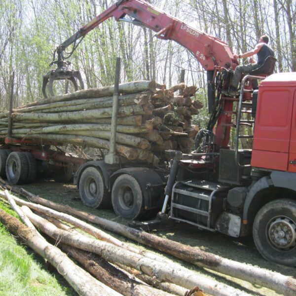 TRONCO DE CASTAÑO, CAMIÓN DE 50 ESTÉREOS